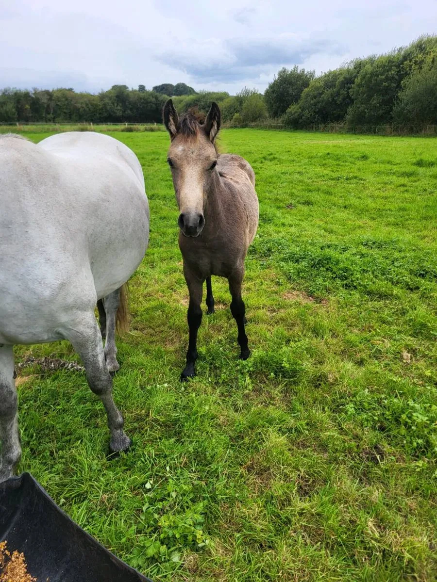 Connemara filly foal - Image 3