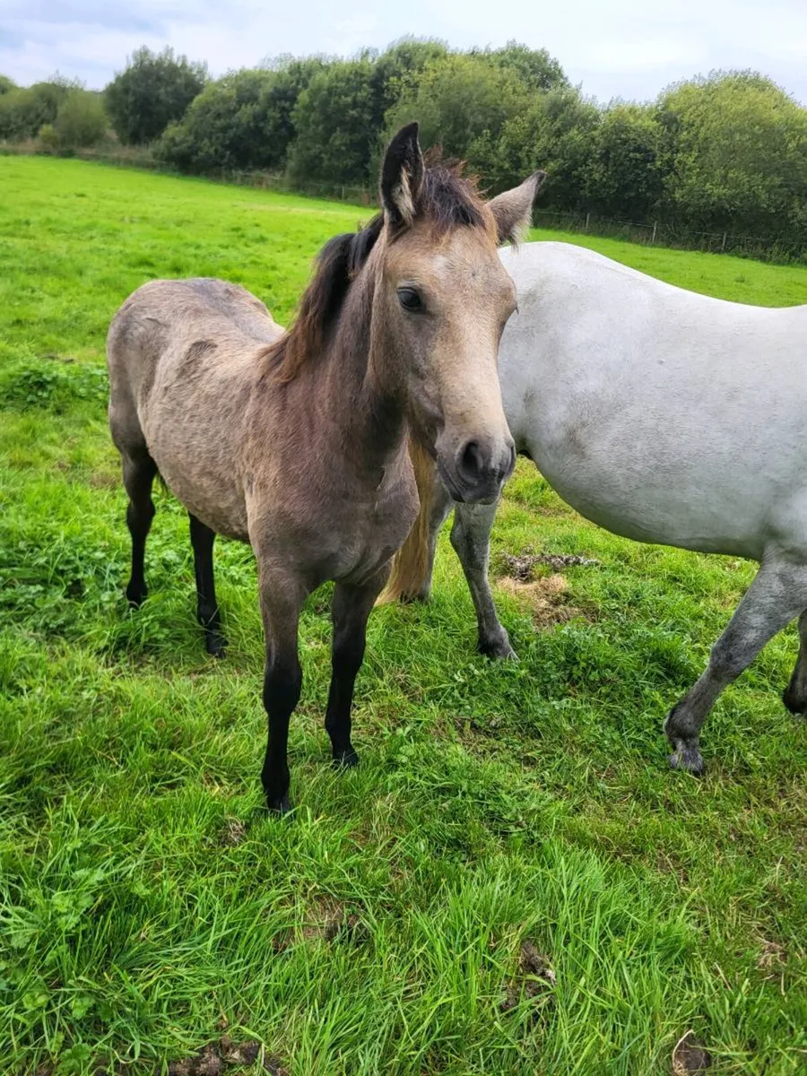 Connemara filly foal - Image 4