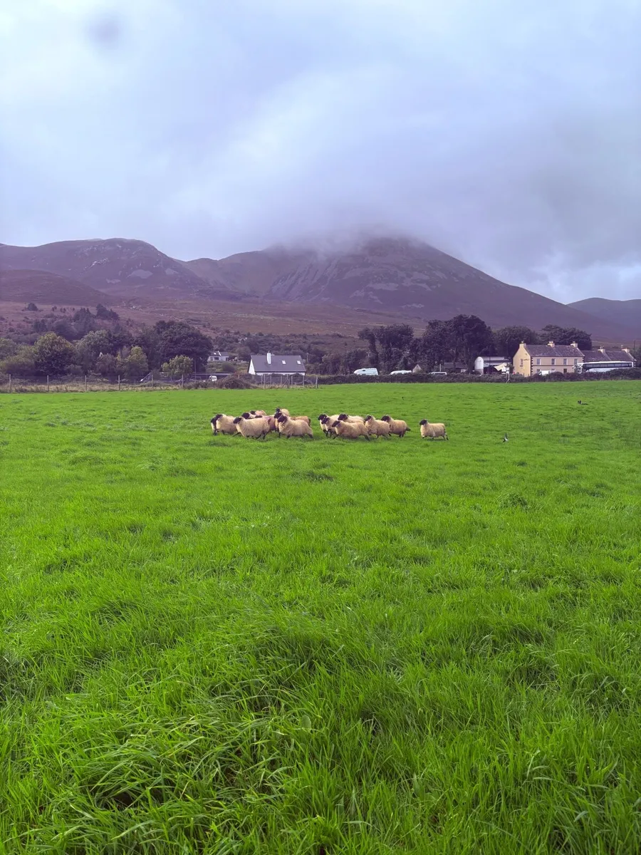 Mayo hoggets - Image 1