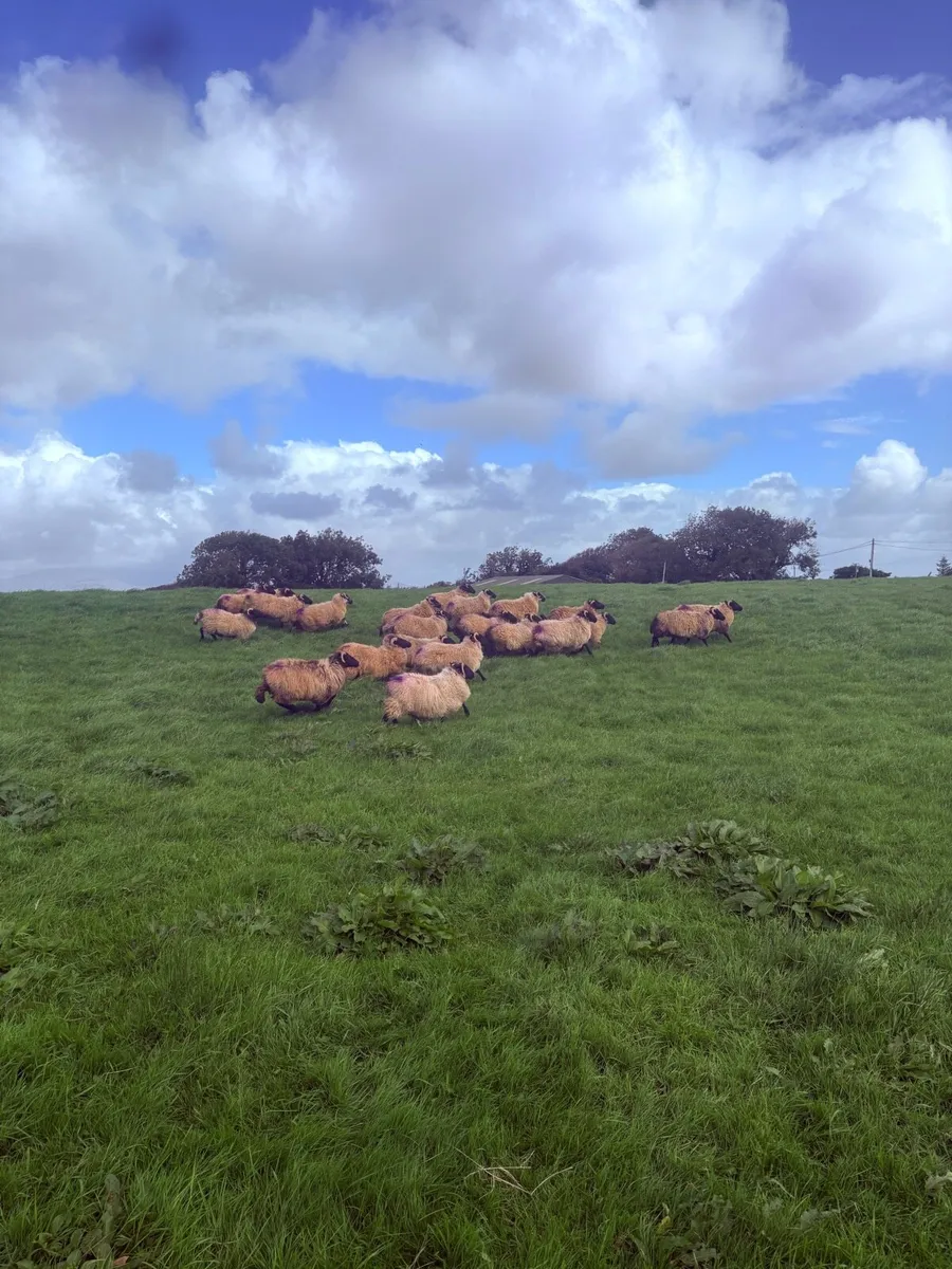 Mayo hoggets - Image 2