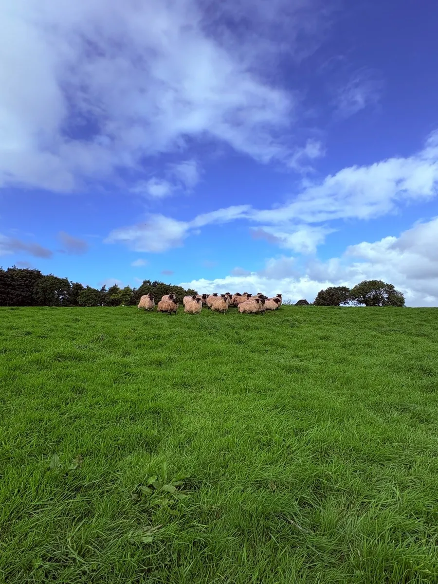 Mayo hoggets - Image 3