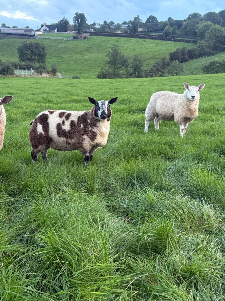 PBNR DUTCH SPOTTED EWE LAMBS - Image 1