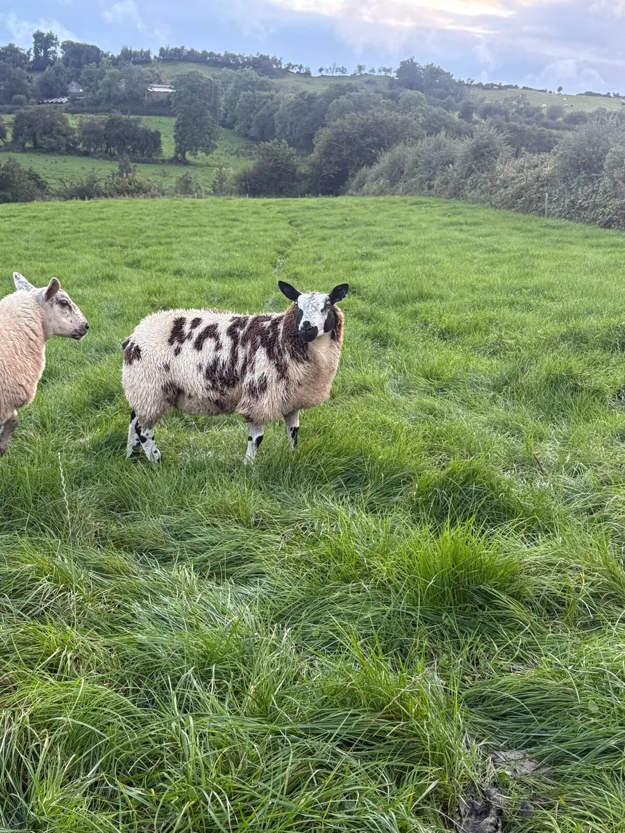 PBNR DUTCH SPOTTED EWE LAMBS - Image 2
