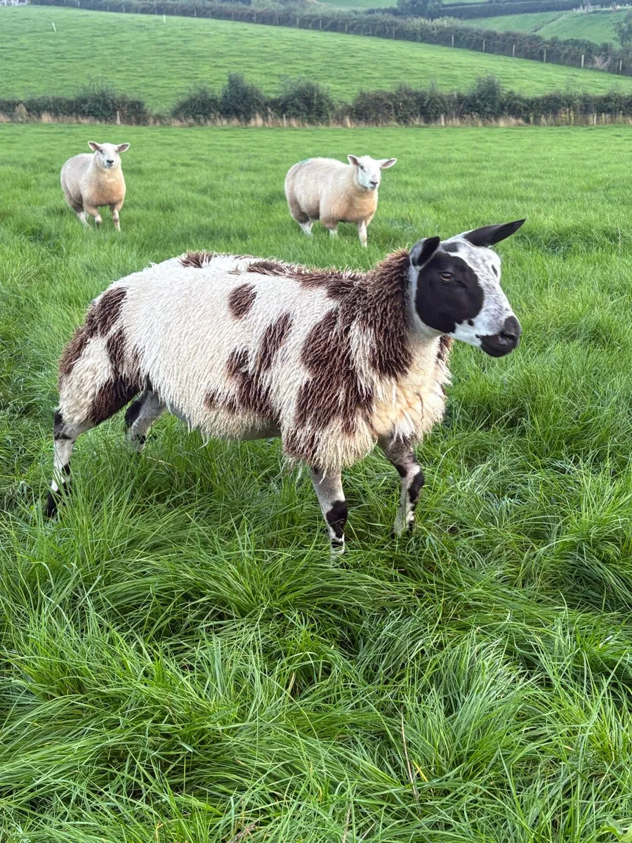 PBNR DUTCH SPOTTED EWE LAMBS - Image 4