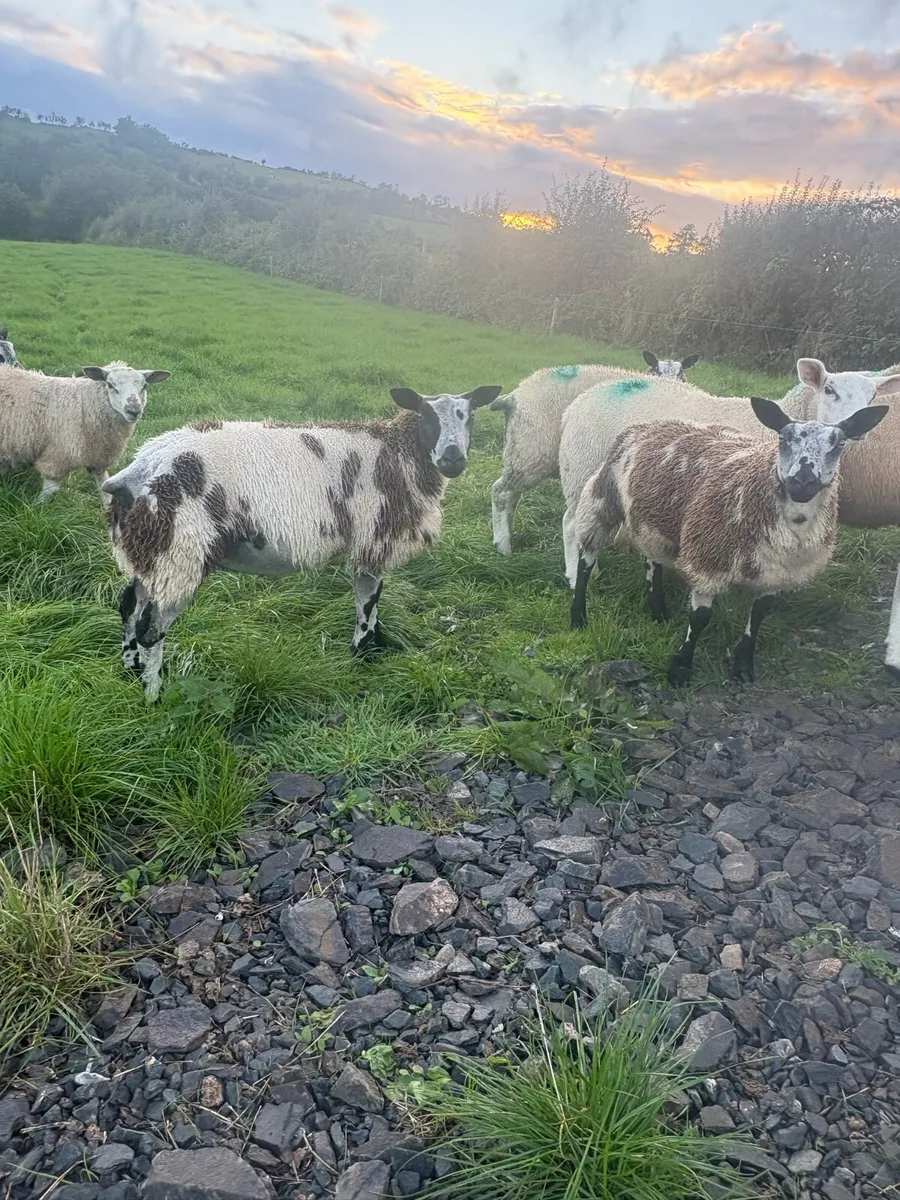 PBNR DUTCH SPOTTED EWE LAMBS - Image 3