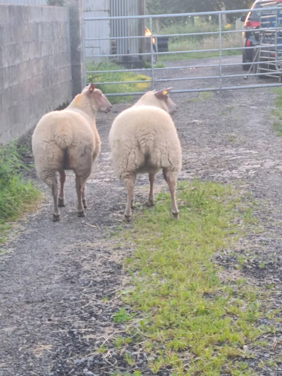 ROUGE EWE LAMBS - Image 1