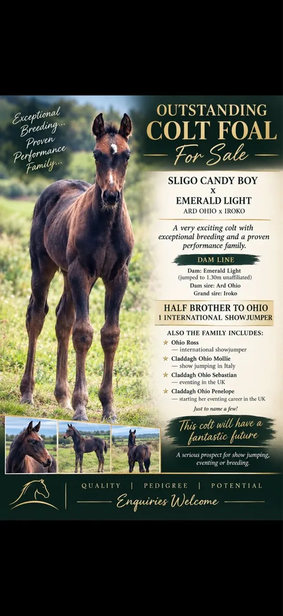Top quality Sligo candy boy colt - Image 1