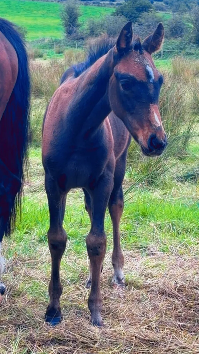 Top quality Sligo candy boy colt - Image 3