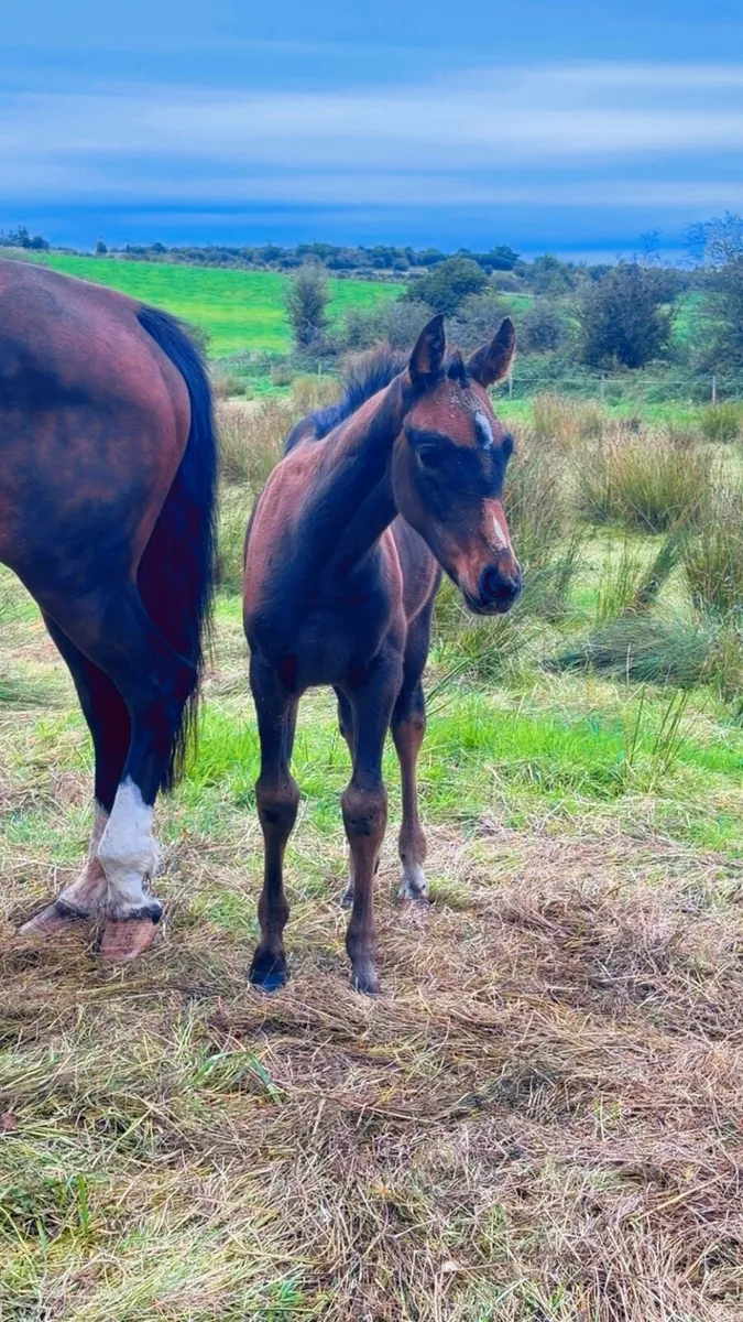 Top quality Sligo candy boy colt - Image 4