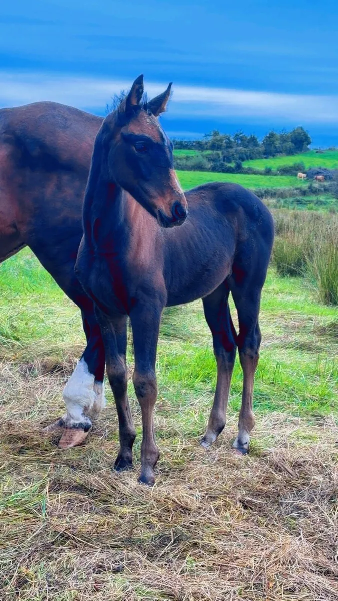 Top quality Sligo candy boy colt - Image 2