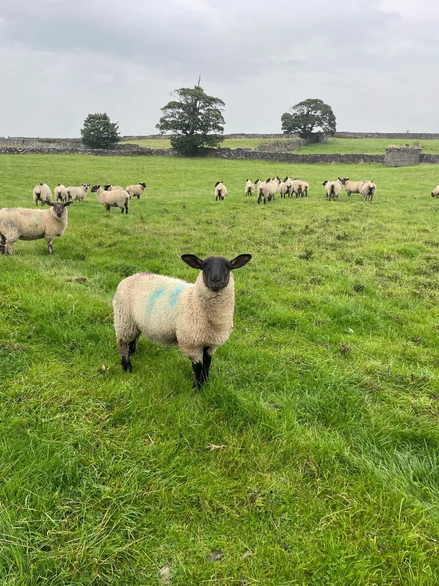Ewe lambs - Image 1
