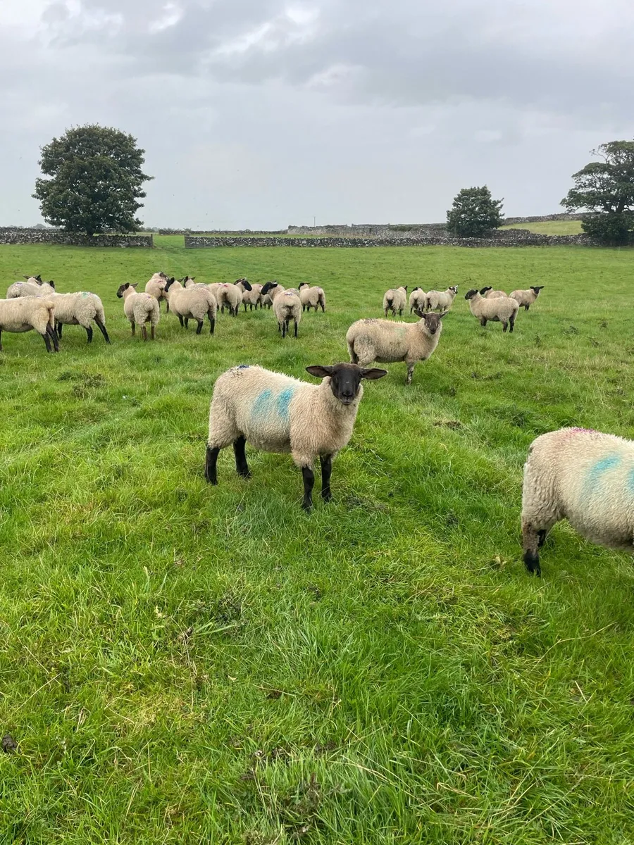 Ewe lambs - Image 2