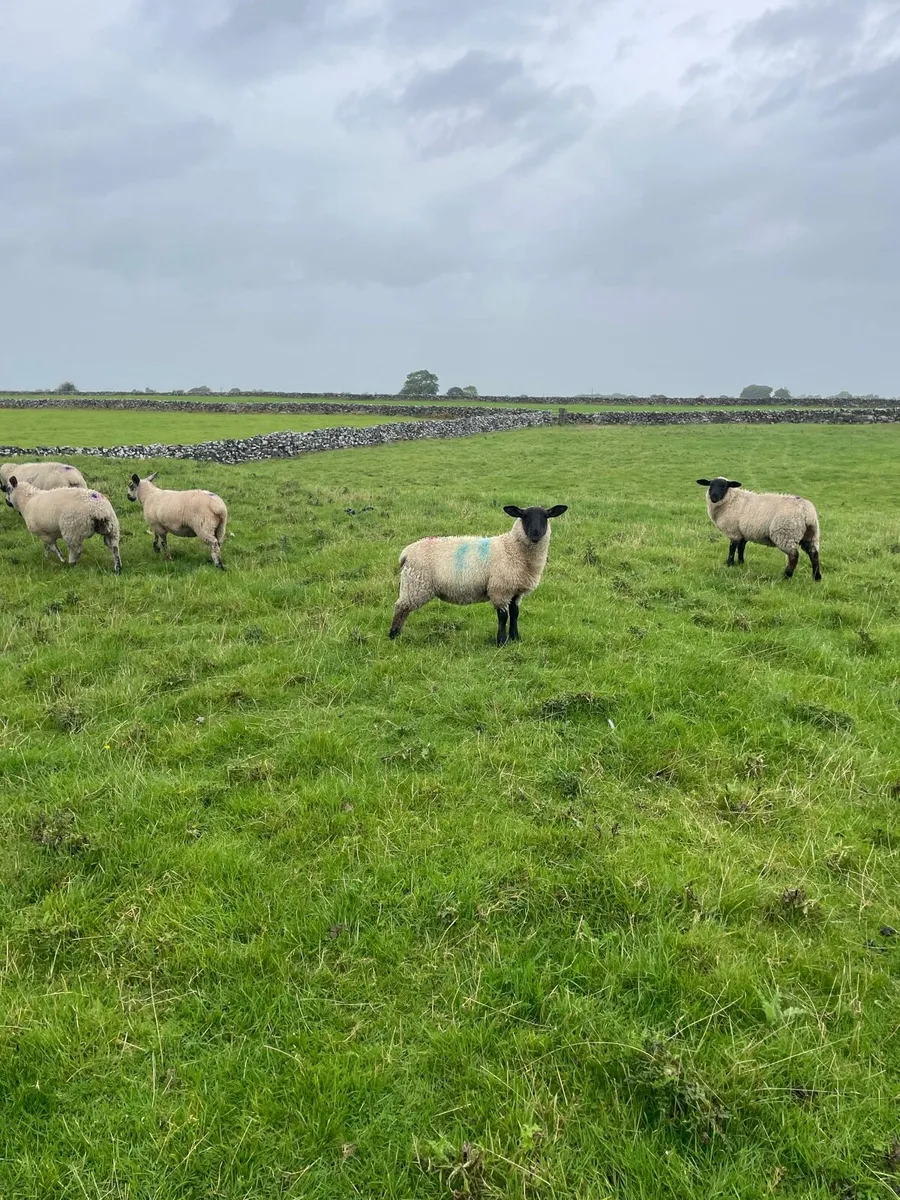 Ewe lambs - Image 4