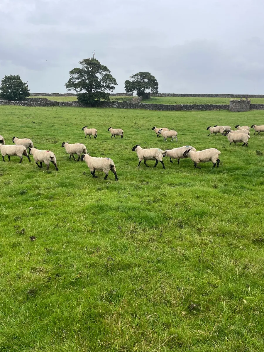 Ewe lambs - Image 3