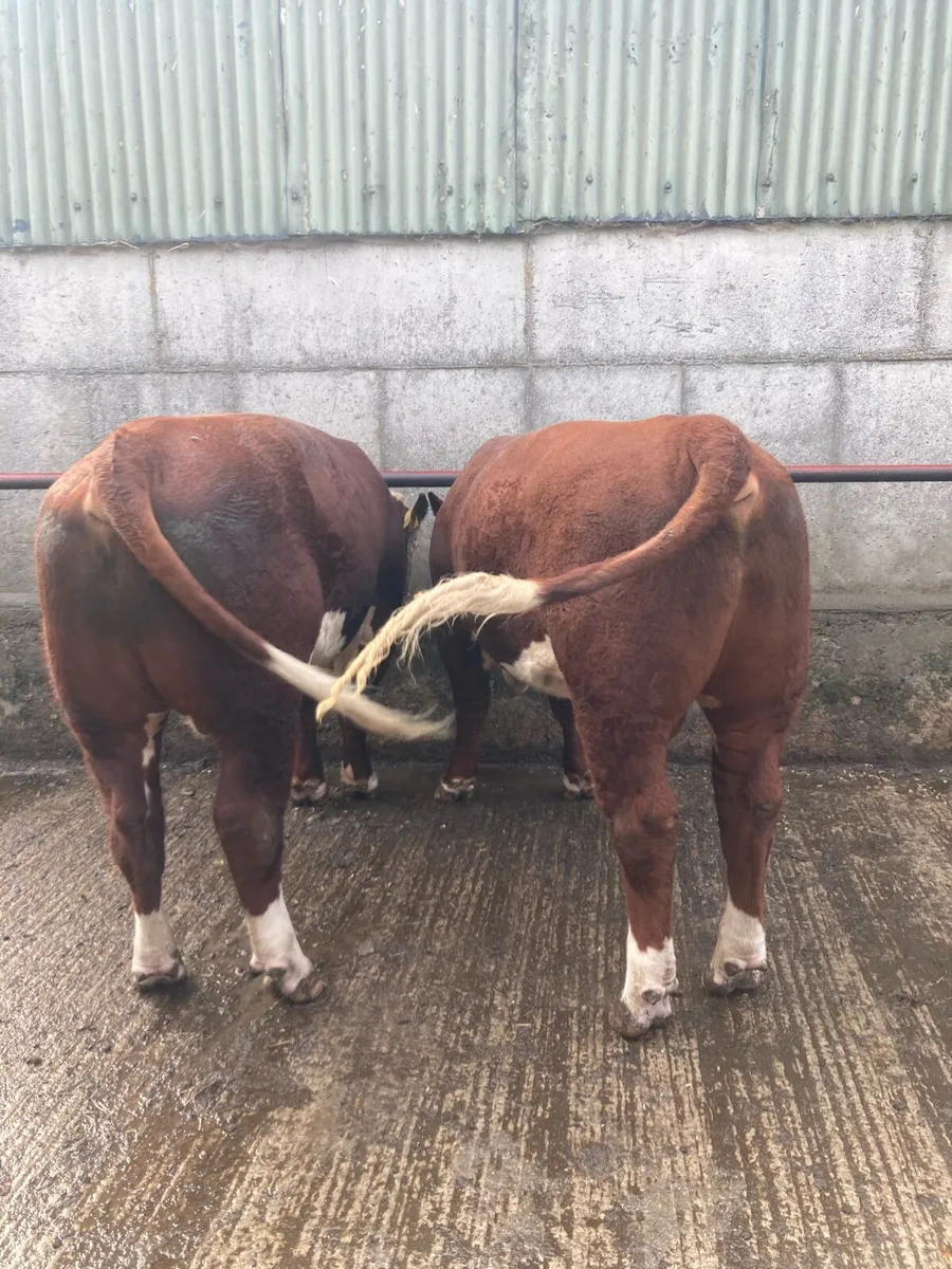Hereford Bulls - Image 1