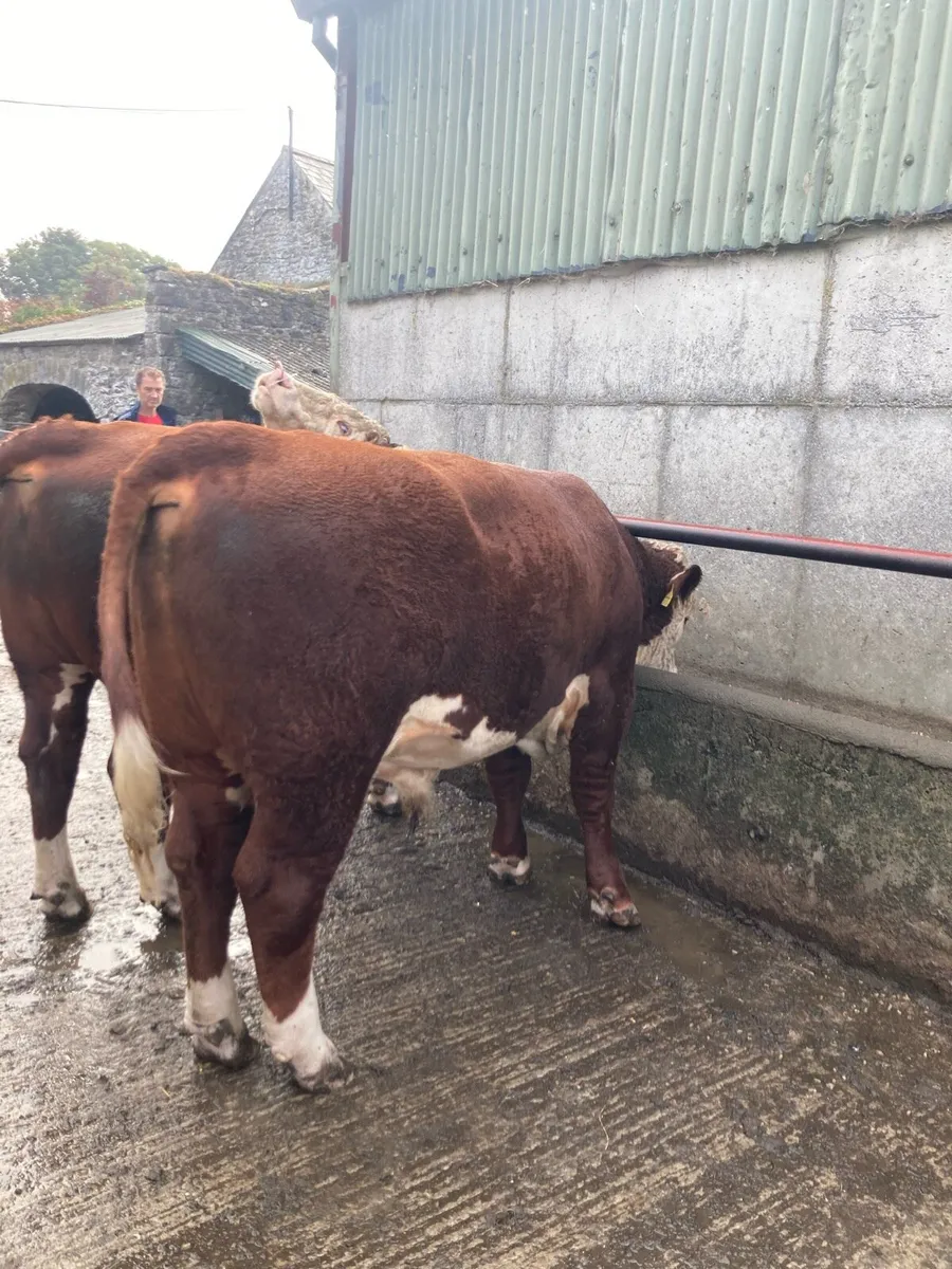 Hereford Bulls - Image 2