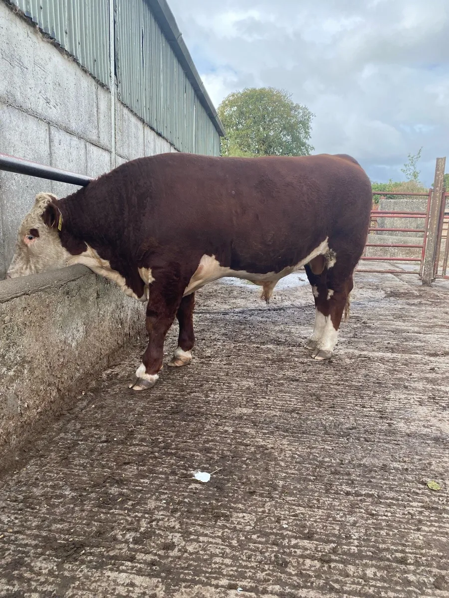 Hereford Bulls - Image 3