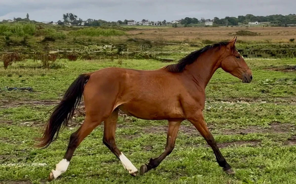 Bay Irish Draught Filly - Image 2