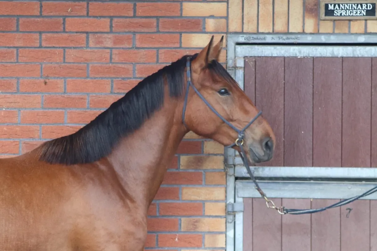 Bay Irish Draught Filly - Image 3
