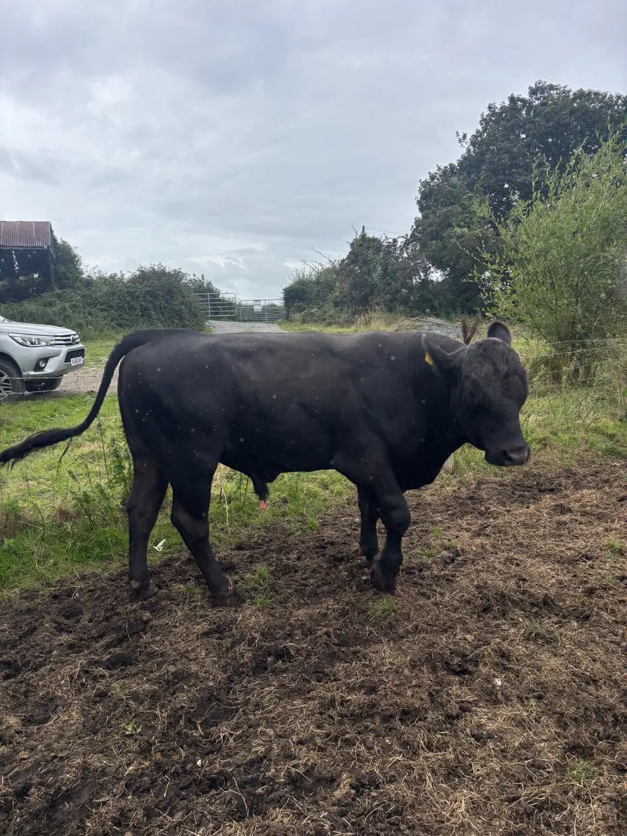 Aberdeen Angus Working Bull - Image 1