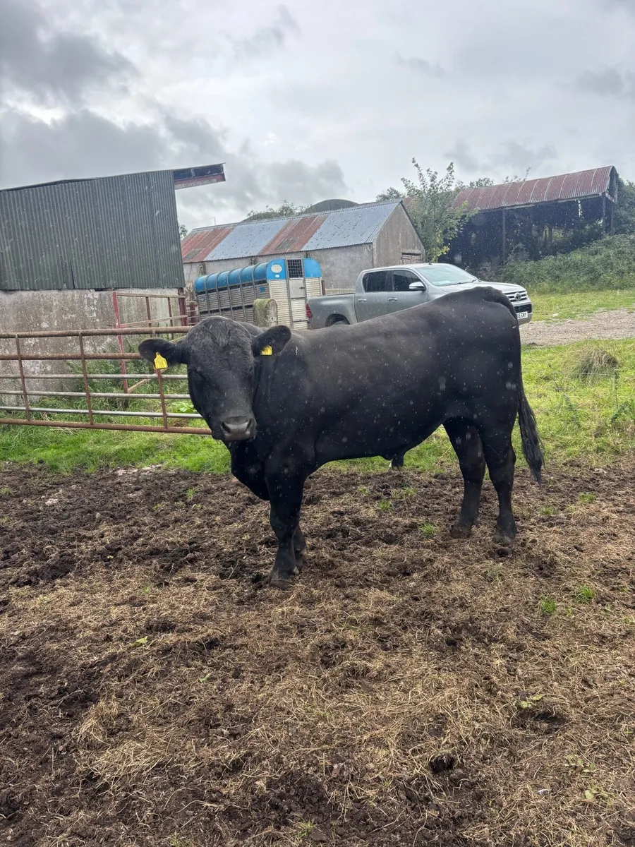Aberdeen Angus Working Bull - Image 2