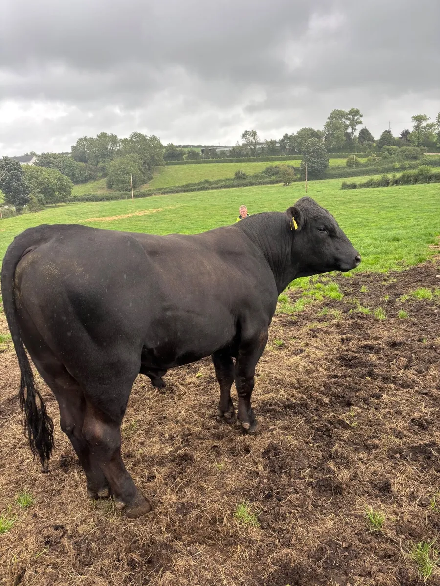 Aberdeen Angus Working Bull - Image 3