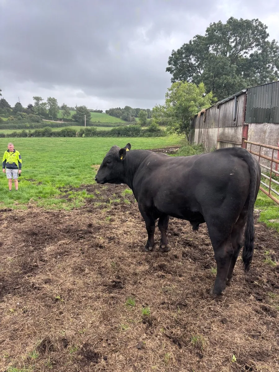 Aberdeen Angus Working Bull - Image 4