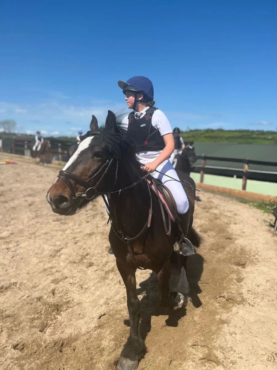 Cob Mare for sale - Image 1