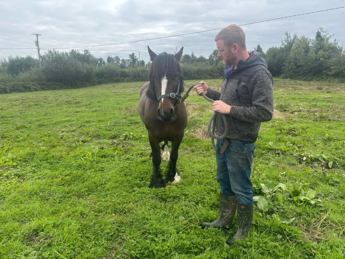 Cob Mare for sale - Image 2