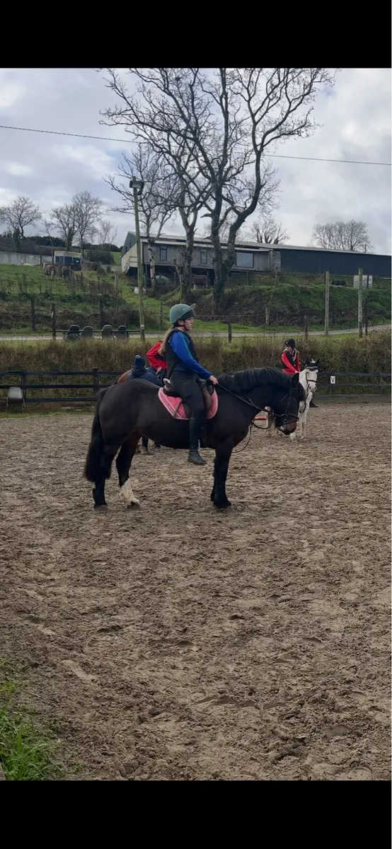 Cob Mare for sale - Image 4