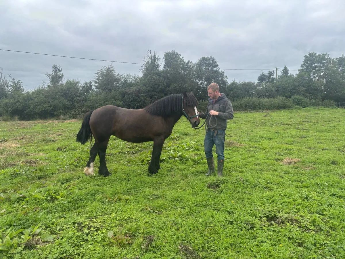 Cob Mare for sale - Image 3