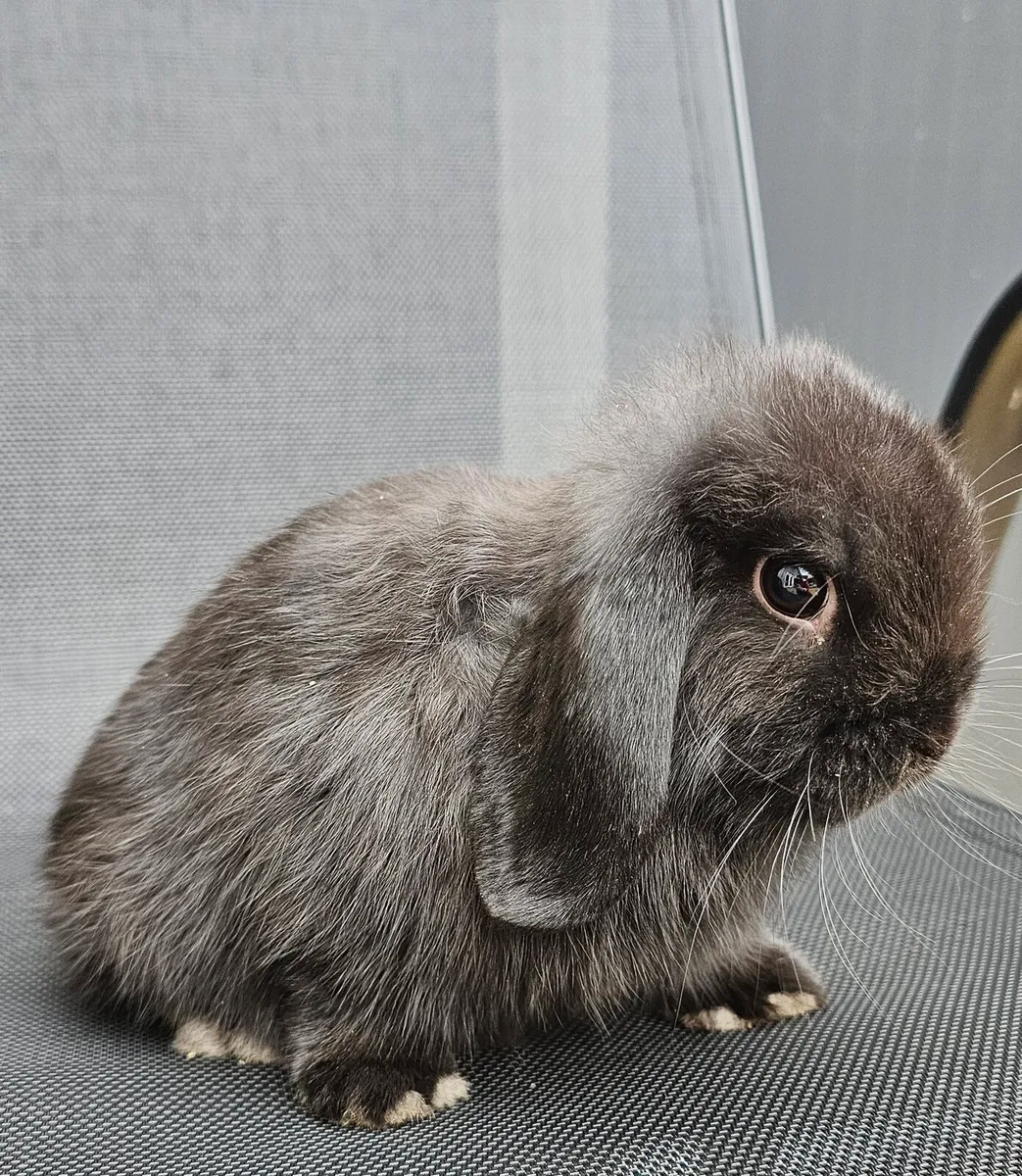Male baby mini lop - Image 1