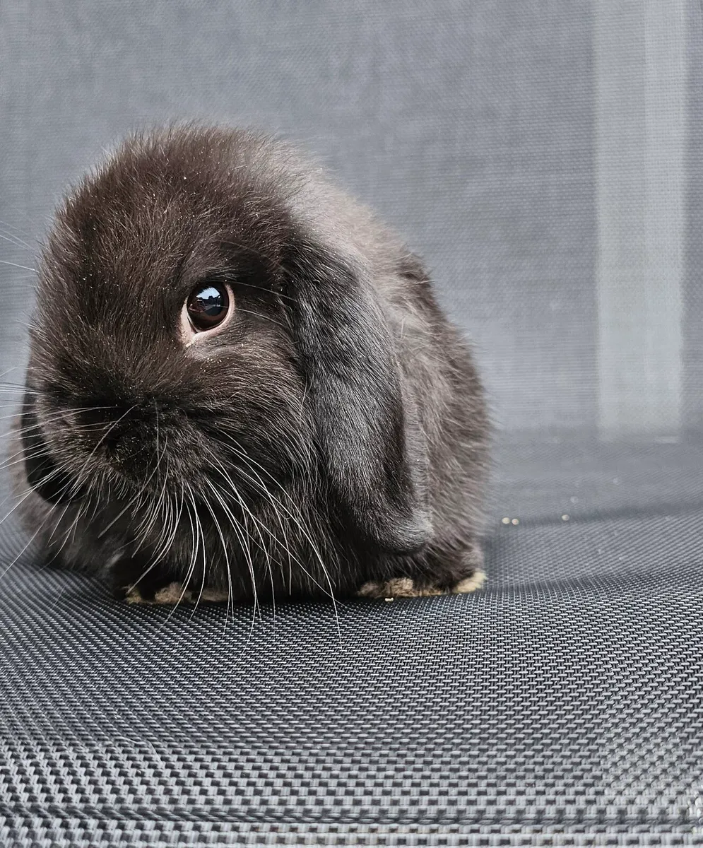 Male baby mini lop - Image 2