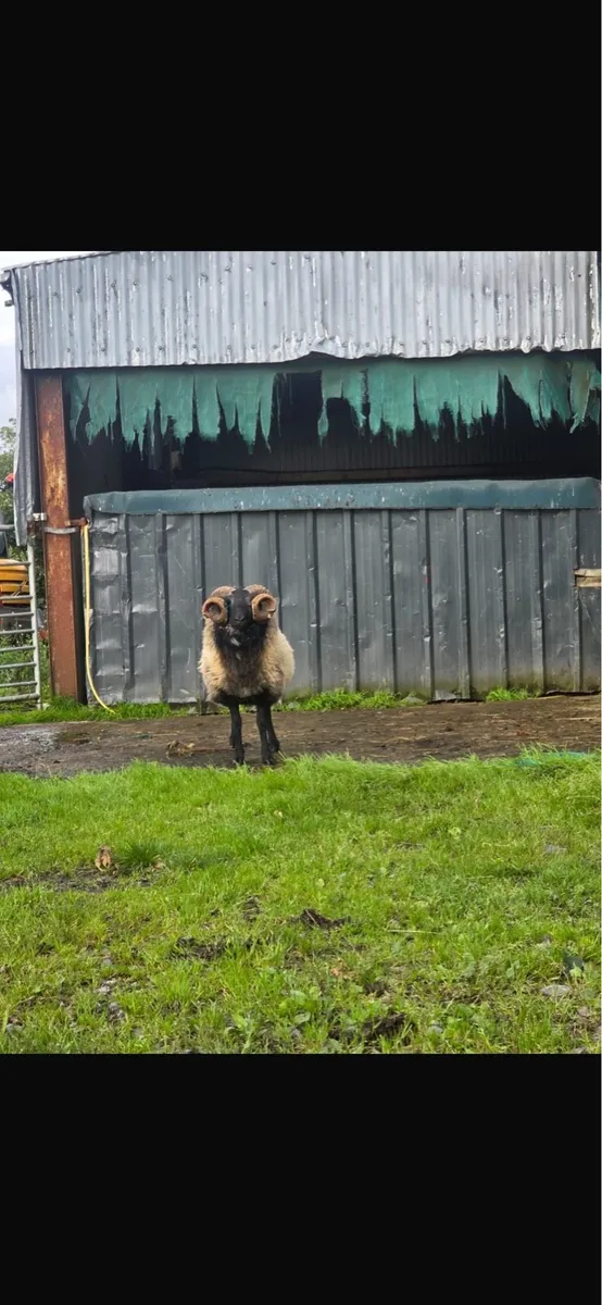 Mountain blackface hogget ram - Image 1