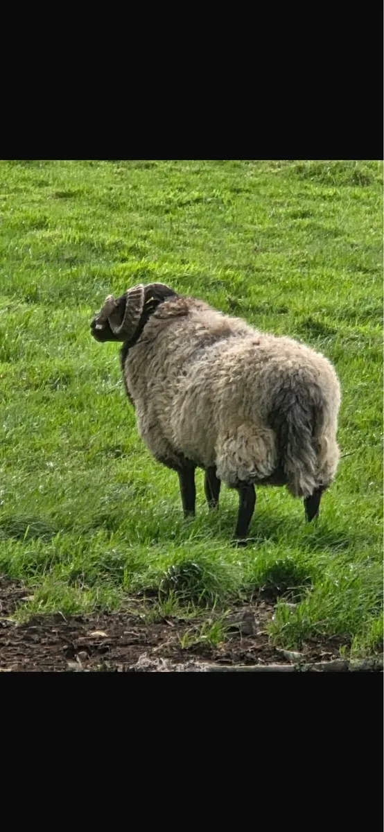 Mountain blackface hogget ram - Image 2