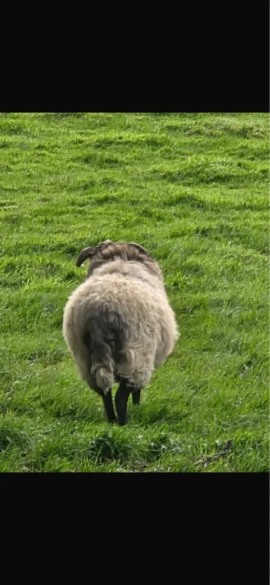 Mountain blackface hogget ram - Image 3