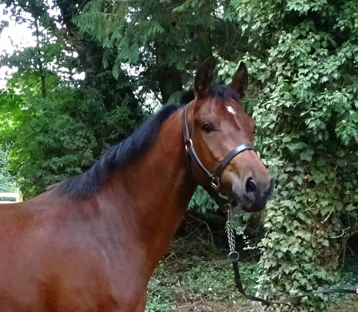 3yr Connemara mare - Image 1