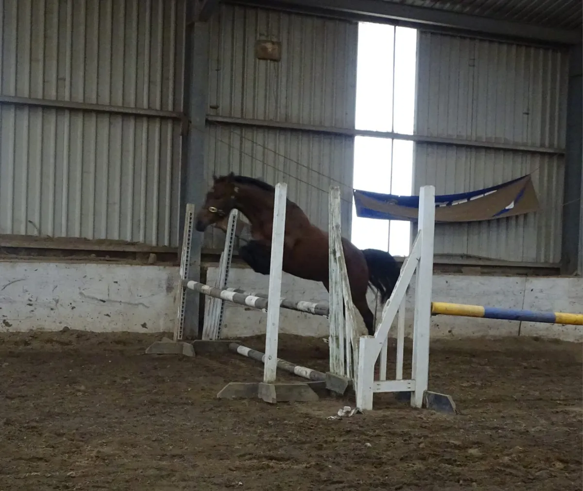 3yr Connemara mare - Image 2