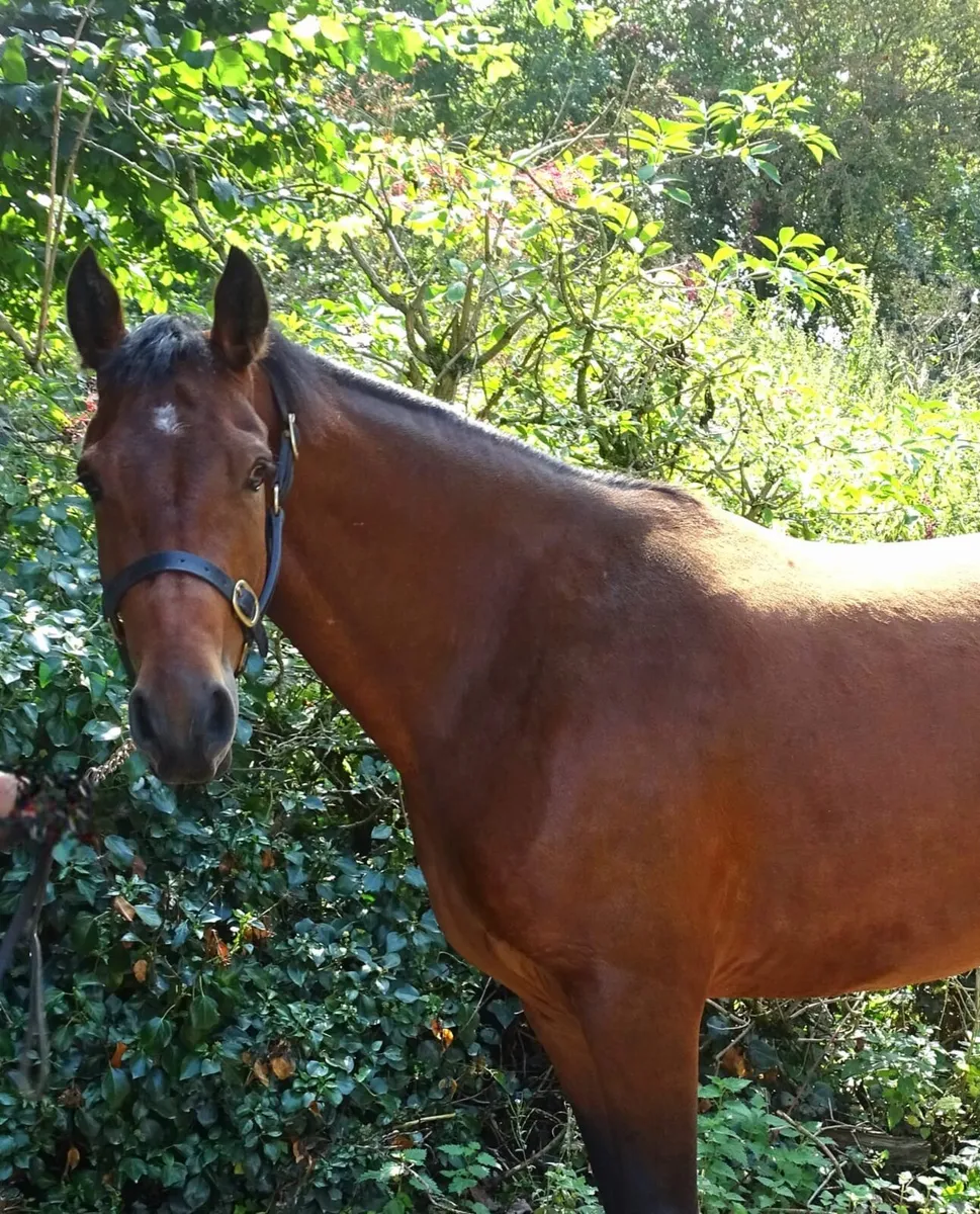 3yr Connemara mare - Image 3