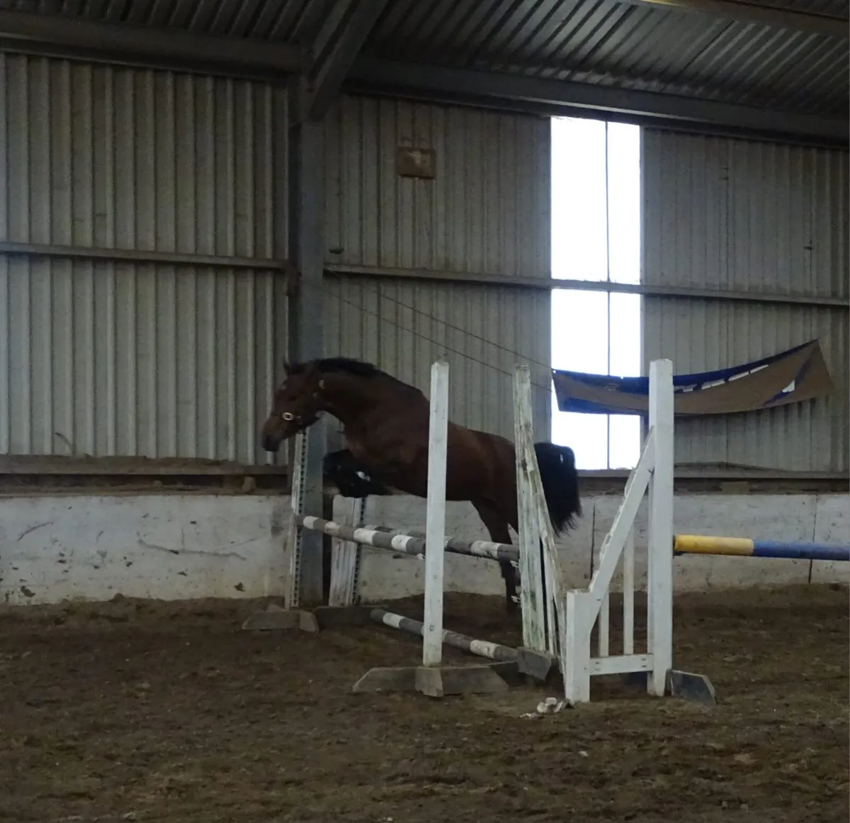 3yr Connemara mare - Image 4