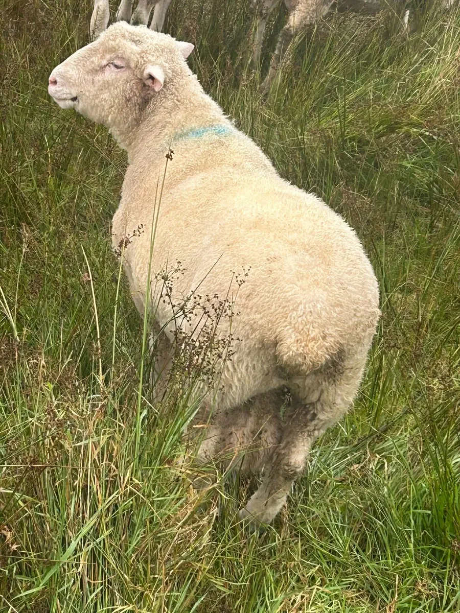 Dorset Hogget Ram - Image 2
