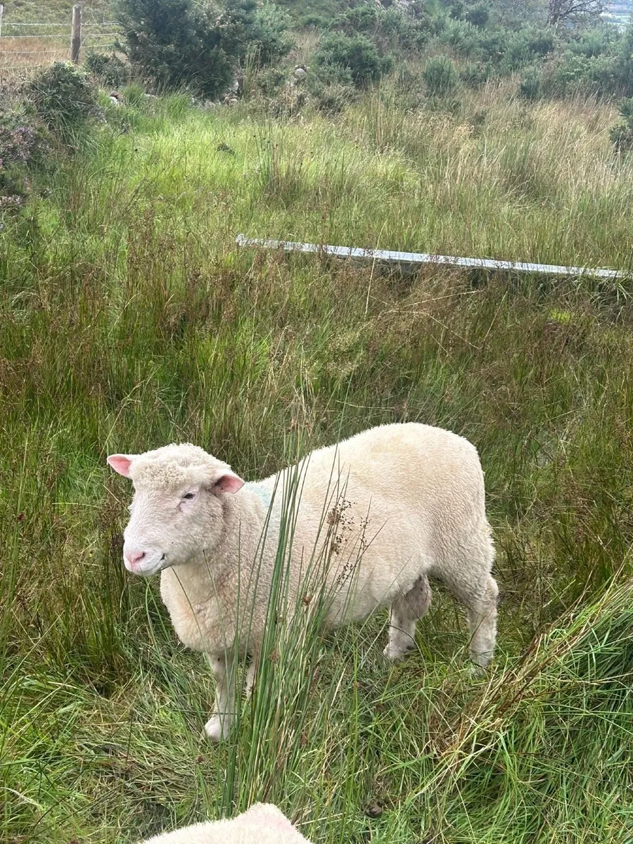 Dorset Hogget Ram - Image 3