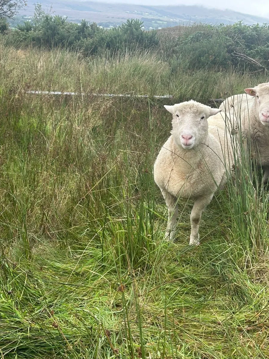 Dorset Hogget Ram - Image 4