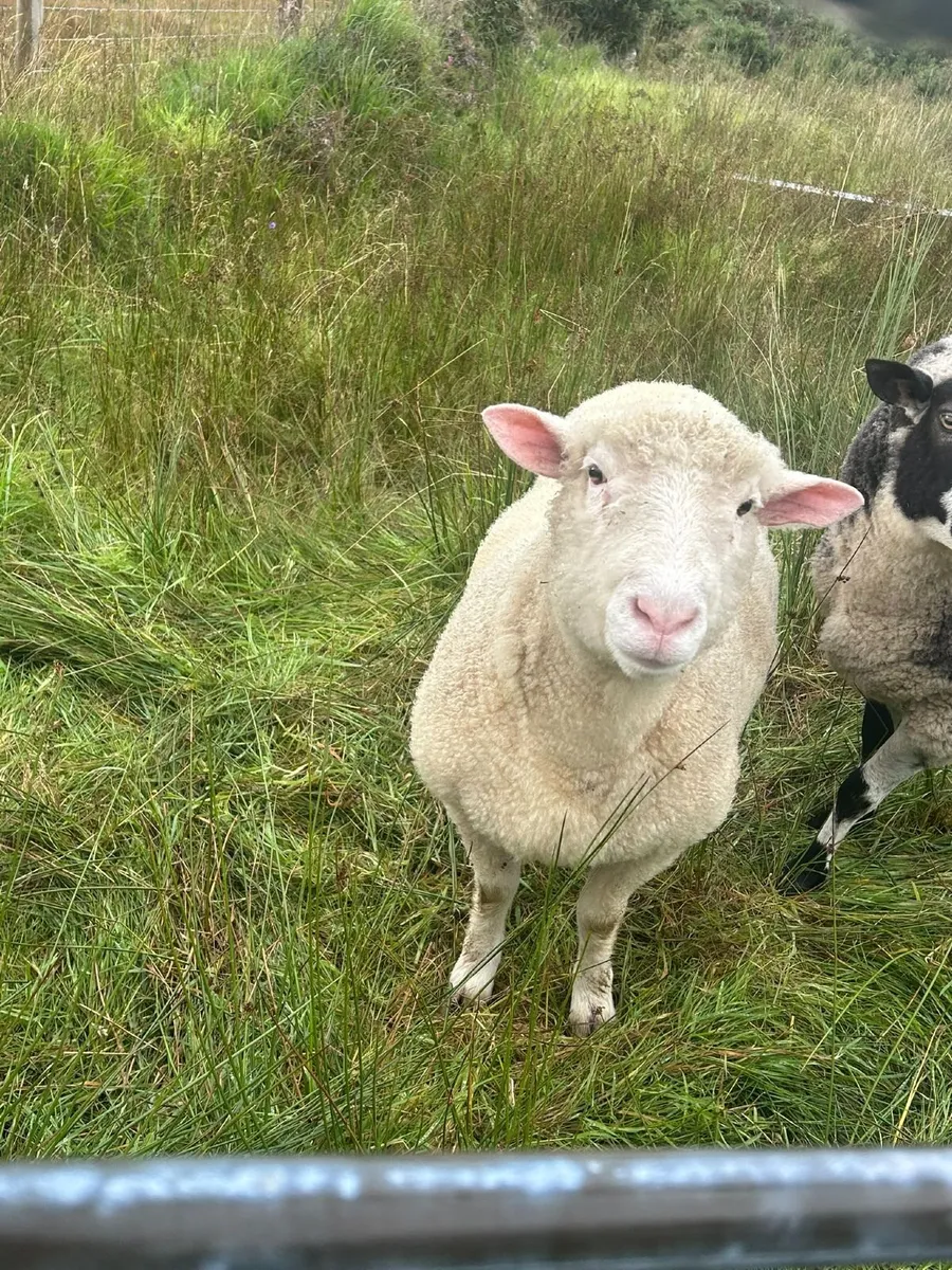 Dorset Hogget Ram - Image 1
