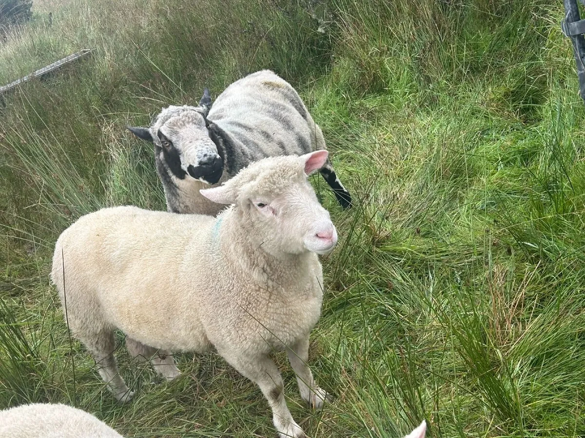 Dorset Hogget Ram - Image 1