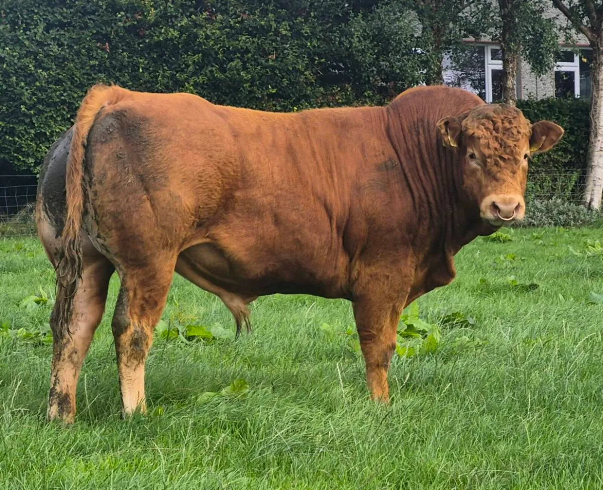 PBR Limousin Bull - Image 1