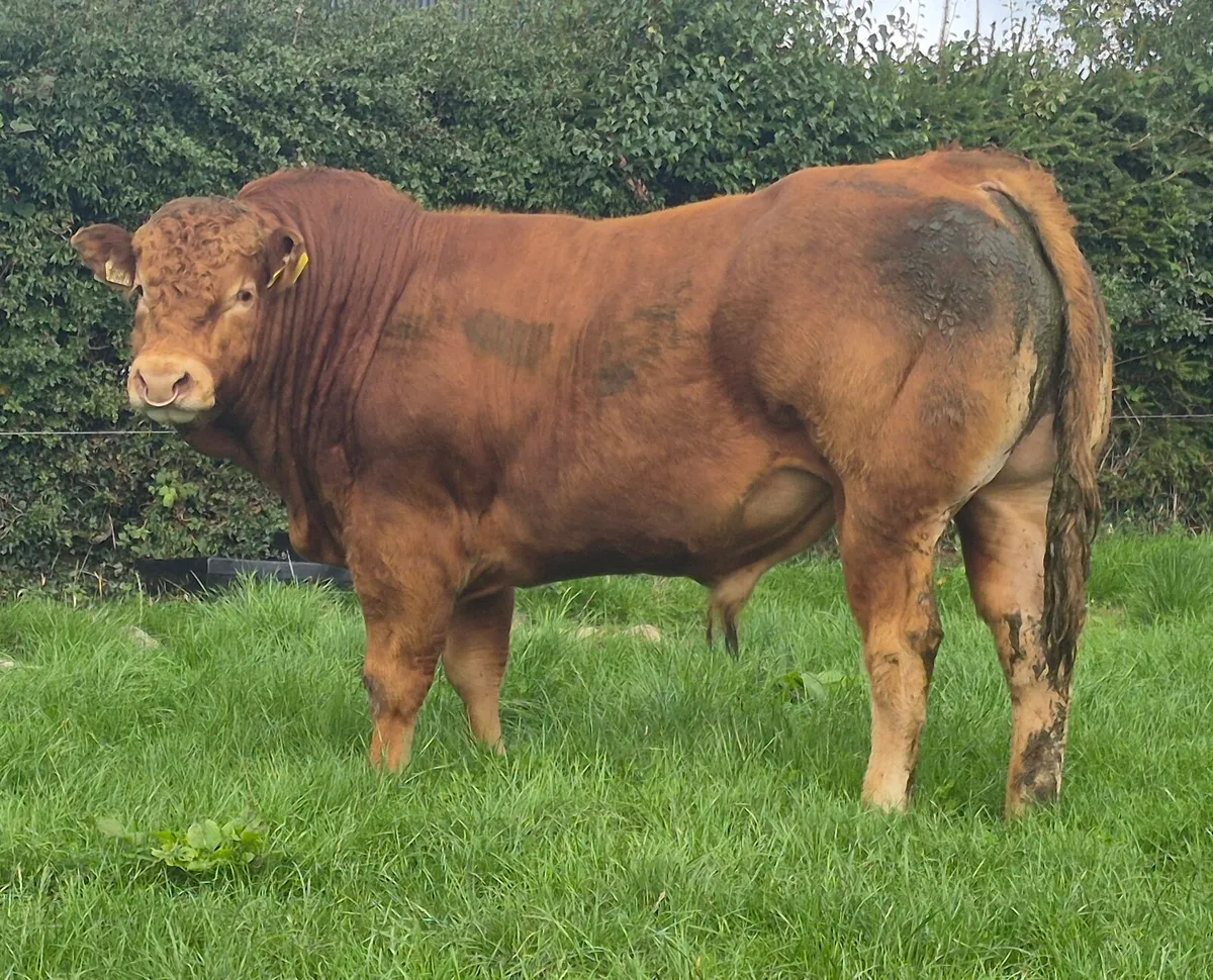 PBR Limousin Bull - Image 2