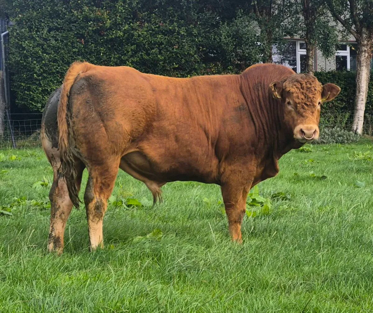 PBR Limousin Bull - Image 3