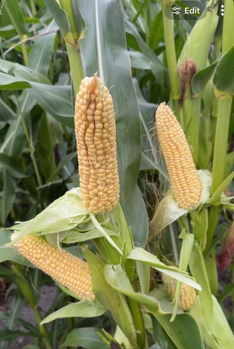 MAIZE FOR SALE - Image 1