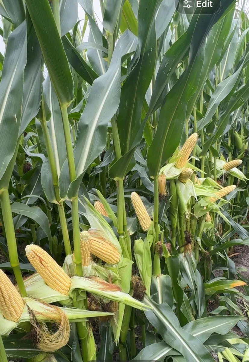MAIZE FOR SALE - Image 2